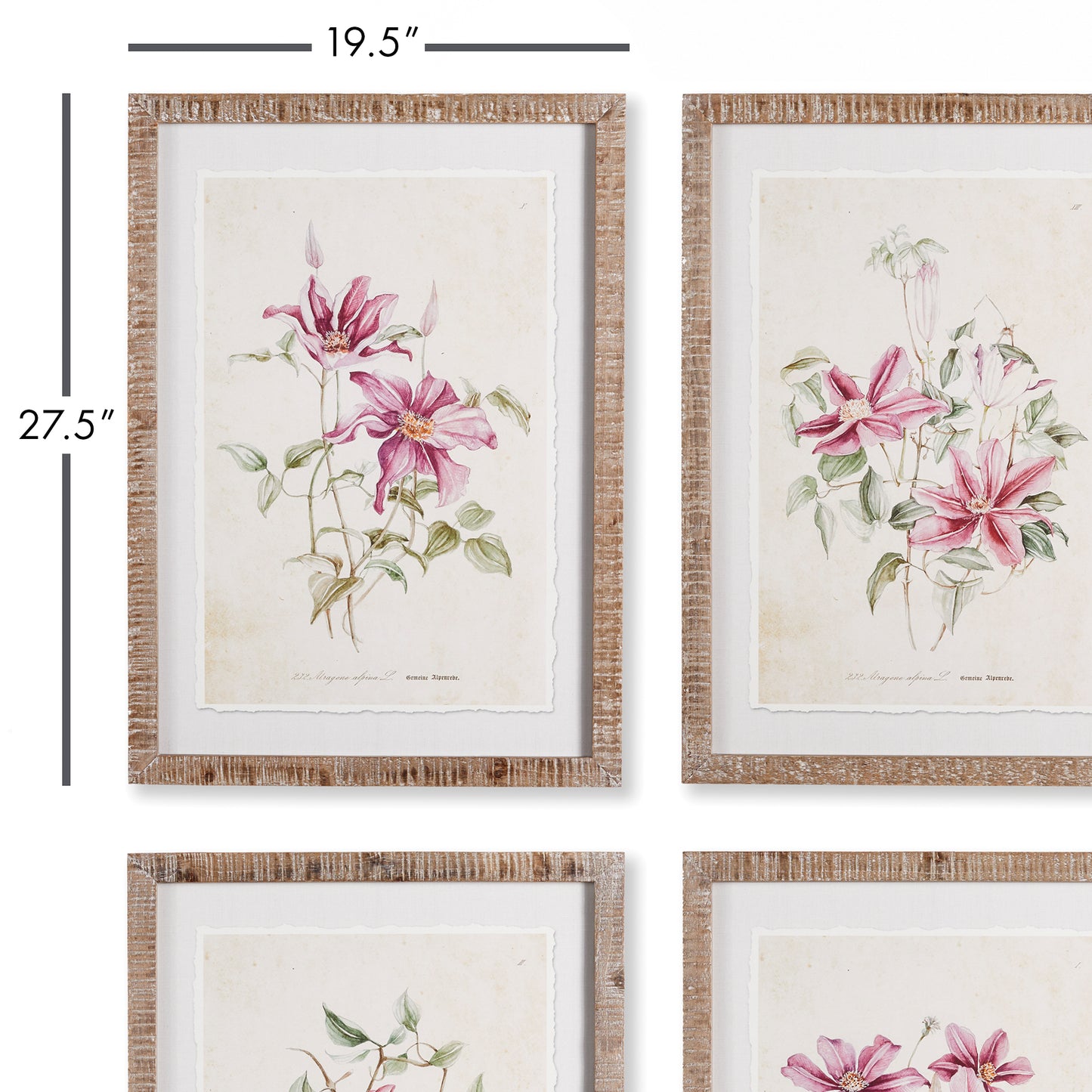 Pink Clematis Prints, Set Of 4