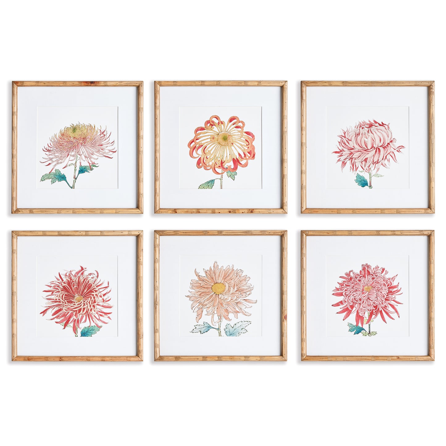 Colorful Chrysanthemum Prints Set