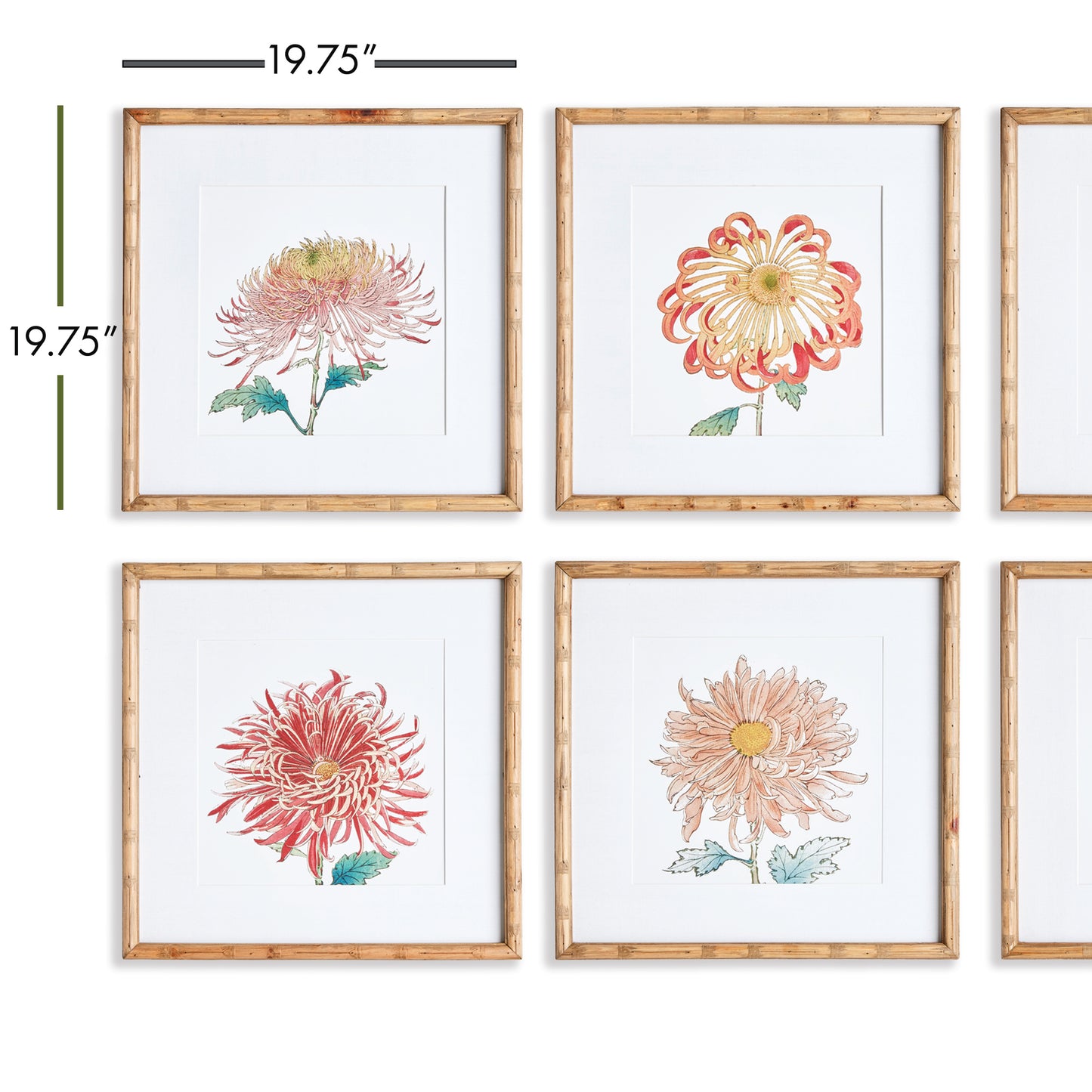 Colorful Chrysanthemum Prints Set