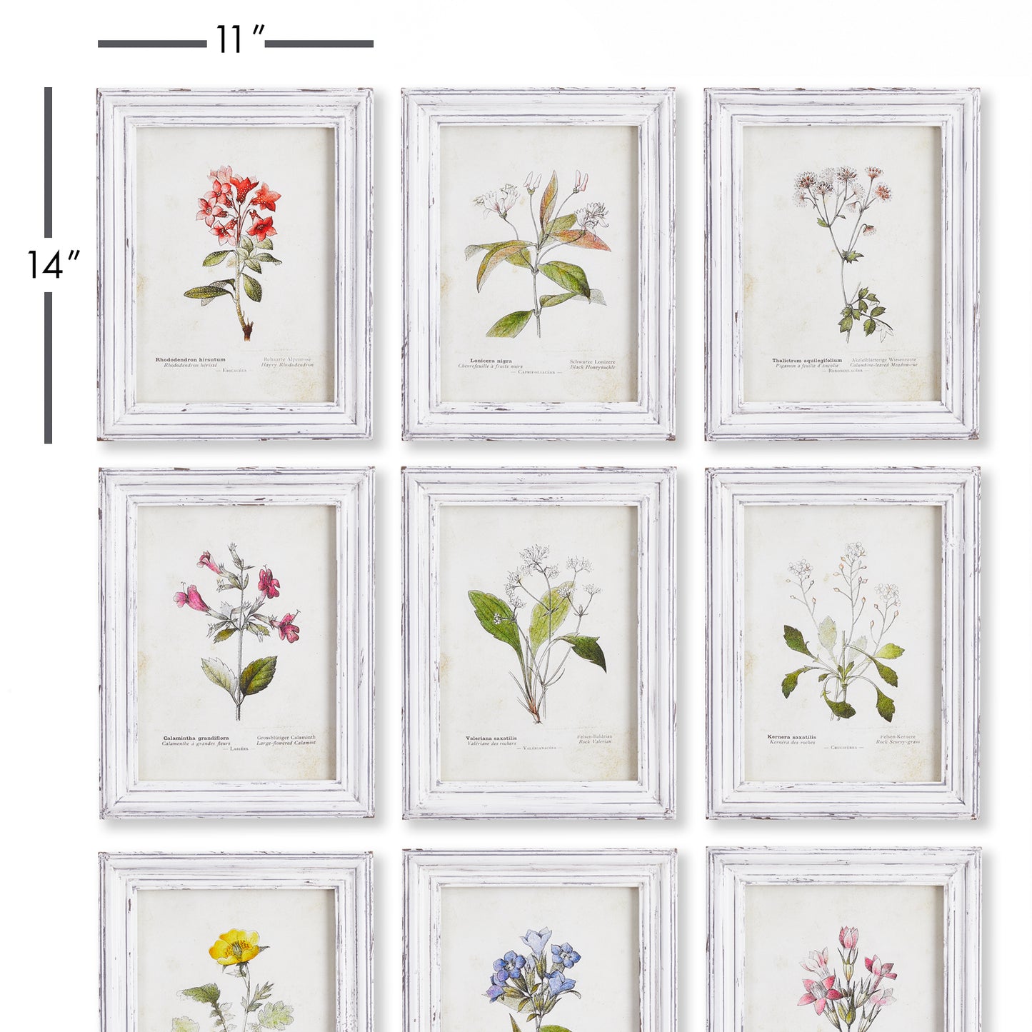 Garden Meadow Study, Set Of 9